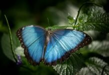 blue butterfly on green leaf photo by Vincent Van Zalinge