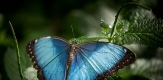 blue butterfly on green leaf photo by Vincent Van Zalinge